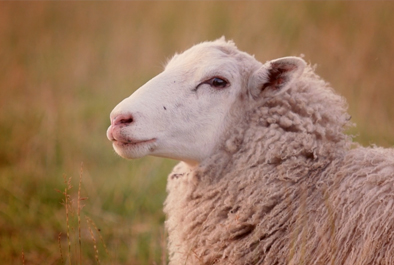 Sheep – When going abroad, go wise.